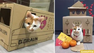 Membangun Tempat Tidur Nyaman untuk Kucing